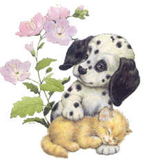 a cute puppy and kitten